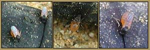 particolare dei piccoli ditteri Ceratopogonidae che pungono i meloe