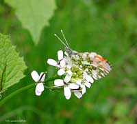 farfalla Anthocharis cardamines 'Aurora'