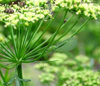 Crisopa sp. su pianta di prezzemolo
