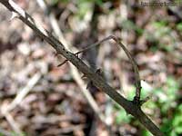 Nemophora  metallica