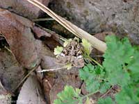 farfalla striata