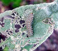 bruco Melitaea trivia