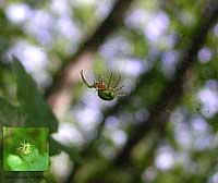 ragno verde Araniella fotografato in un bosco