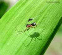 ragno Linyphia hortensis con preda