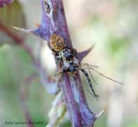 Carrhotus Xanthogramma femmina con zanzarone
