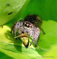 Philaeus chrysops femmina con cicadella