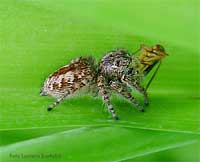Saltatore Philaeus chrysops con una preda