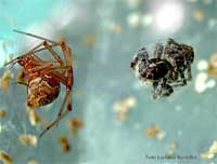 Therididae e la sua preda un salticide