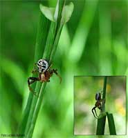 Ragno Xysticus sp su di un filo di erba