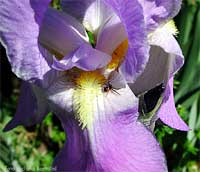 Piccolissimo Synaema globosum