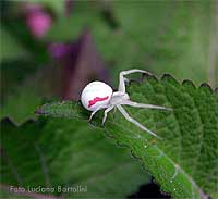 Tomiside Misumena vatia bianco con linee laterali rosse