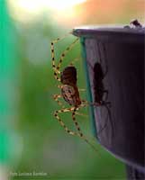 ragno scytodes thoracica visto di profilo