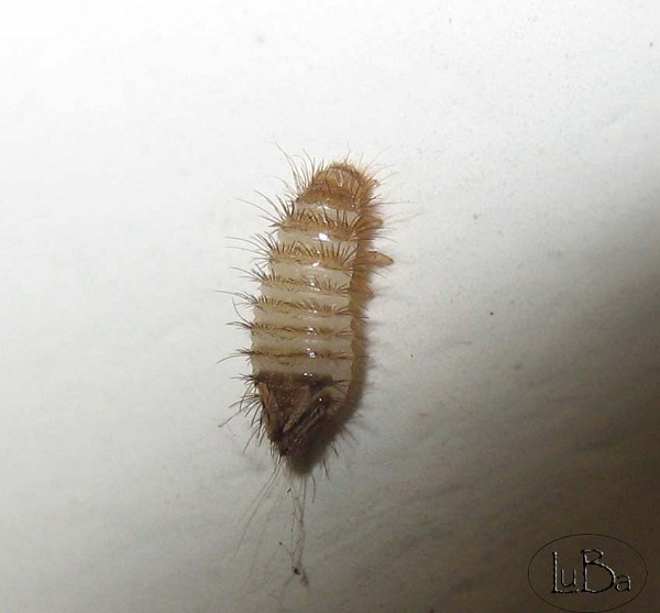 Larva di coleottero Dermestidae