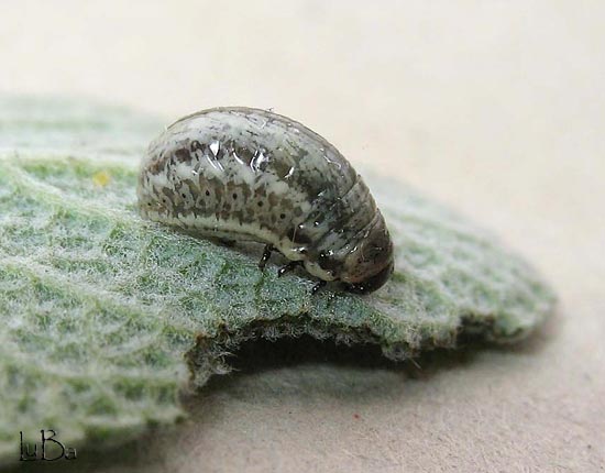 larva crisomelide