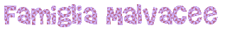 Famiglia Malvaceae