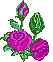 rose rosa