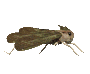 insetto grillo