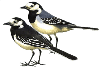 Motacilla alba gif