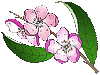 fiore