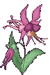 fiore