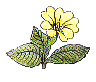  primula001.gif