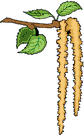 fiore