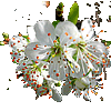 fiore di prugnolo