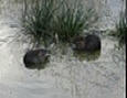 Video di alcune nutrie Video di alcune nutrie